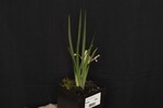 Iris chrysophyllus (_DSC1914.jpg)