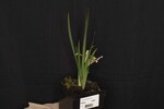 Iris chrysophyllus (_DSC1915.jpg)