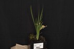 Iris chrysophyllus (_DSC1916.jpg)