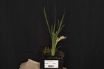 Iris chrysophyllus (_DSC1917.jpg)