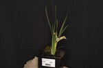 Iris chrysophyllus (_DSC1918.jpg)