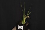 Iris chrysophyllus (_DSC1919.jpg)