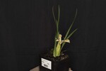 Iris chrysophyllus (_DSC1920.jpg)