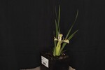 Iris chrysophyllus (_DSC1921.jpg)