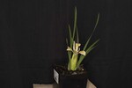 Iris chrysophyllus (_DSC1922.jpg)