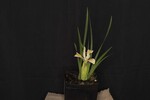 Iris chrysophyllus (_DSC1923.jpg)