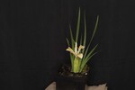 Iris chrysophyllus (_DSC1924.jpg)
