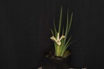 Iris chrysophyllus (_DSC1925.jpg)