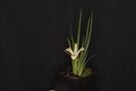 Iris chrysophyllus (_DSC1926.jpg)