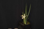 Iris chrysophyllus (_DSC1927.jpg)
