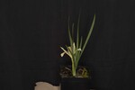 Iris chrysophyllus (_DSC1929.jpg)