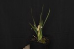Iris chrysophyllus (_DSC1931.jpg)