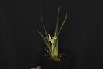 Iris chrysophyllus (_DSC1932.jpg)