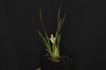 Iris chrysophyllus (_DSC1933.jpg)