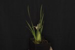 Iris chrysophyllus (_DSC1934.jpg)