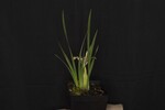 Iris chrysophyllus (_DSC1935.jpg)
