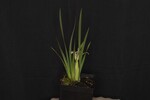 Iris chrysophyllus (_DSC1936.jpg)