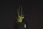 Iris chrysophyllus (_DSC1965.jpg)