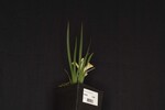Iris chrysophyllus (_DSC1967.jpg)