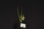 Iris chrysophyllus (_DSC1968.jpg)