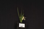 Iris chrysophyllus (_DSC1969.jpg)