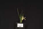 Iris chrysophyllus (_DSC1970.jpg)