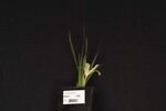 Iris chrysophyllus (_DSC1971.jpg)