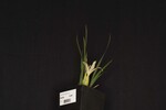 Iris chrysophyllus (_DSC1973.jpg)