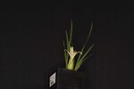 Iris chrysophyllus (_DSC1975.jpg)