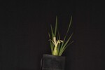 Iris chrysophyllus (_DSC1976.jpg)