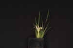Iris chrysophyllus (_DSC1977.jpg)