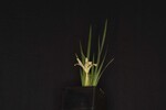 Iris chrysophyllus (_DSC1978.jpg)
