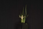 Iris chrysophyllus (_DSC1979.jpg)