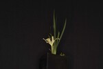 Iris chrysophyllus (_DSC1981.jpg)