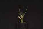 Iris chrysophyllus (_DSC1983.jpg)