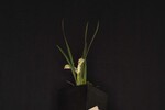 Iris chrysophyllus (_DSC1985.jpg)