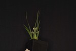 Iris chrysophyllus (_DSC1987.jpg)