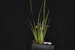 Iris chrysophyllus (_DSC1991.jpg)