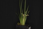 Iris chrysophyllus (_DSC1993.jpg)