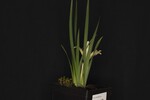 Iris chrysophyllus (_DSC1994.jpg)