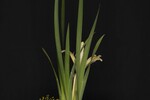 Iris chrysophyllus (_DSC1995.jpg)