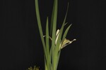 Iris chrysophyllus (_DSC1997.jpg)