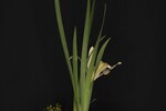 Iris chrysophyllus (_DSC1998.jpg)