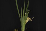 Iris chrysophyllus (_DSC1999.jpg)