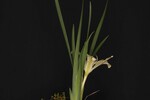Iris chrysophyllus (_DSC2000.jpg)