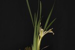 Iris chrysophyllus (_DSC2001.jpg)