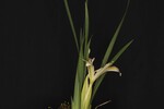 Iris chrysophyllus (_DSC2002.jpg)