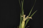 Iris chrysophyllus (_DSC2003.jpg)