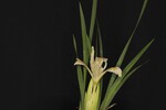 Iris chrysophyllus (_DSC2005.jpg)