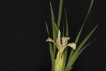 Iris chrysophyllus (_DSC2006.jpg)